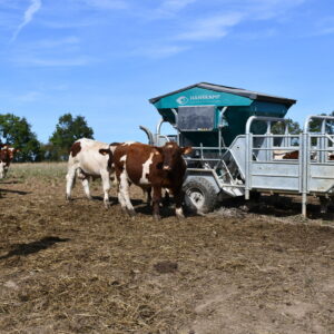 un éleveur dans un champ avec des vaches Rouges des prés en train de manger au distributeur automatique de concentré mobile (Dac)
