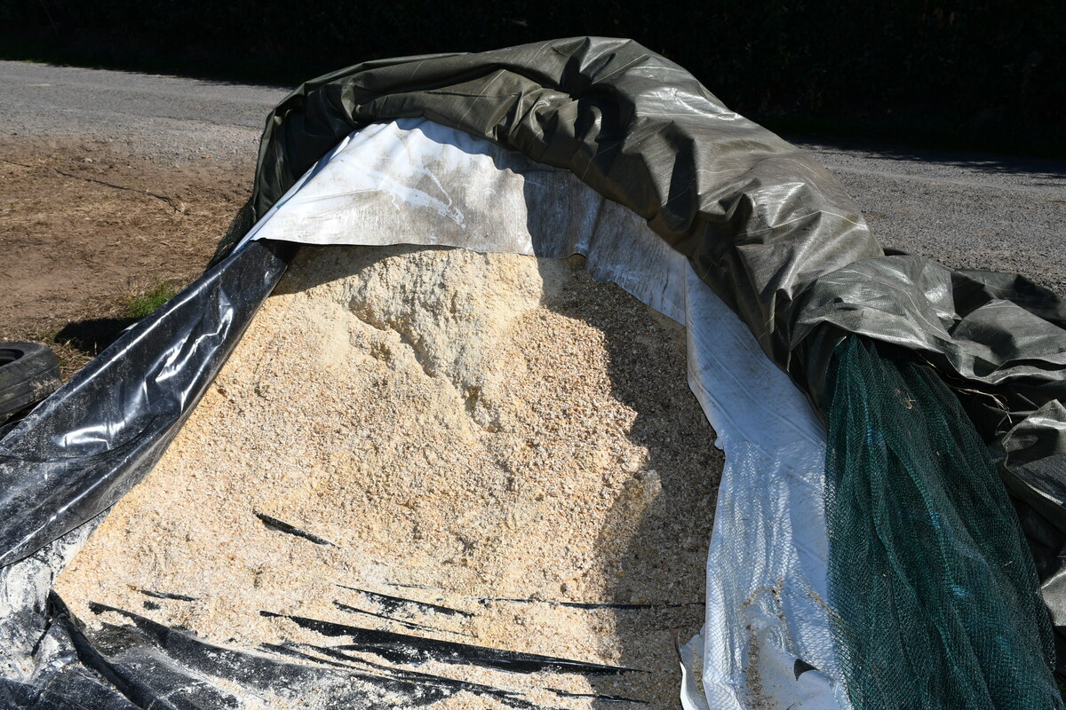 Le maïs grain est broyé avant boudinage.