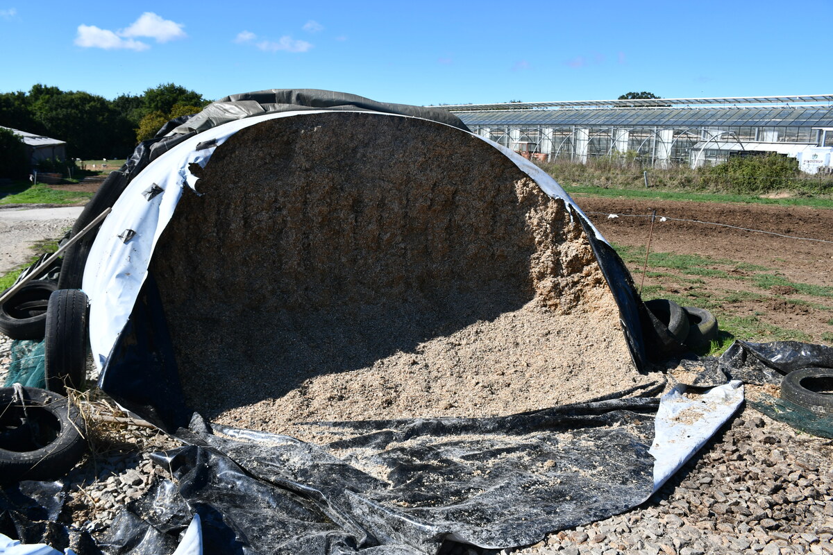 Maïs ensilage en boudin pour l’été.