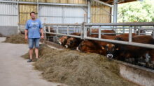 un éleveur dans le couloir d'alimentation avec des taurillons de race parthenaise dans un bâtiment d'élevage bovin
