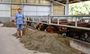 un éleveur dans le couloir d'alimentation avec des taurillons de race parthenaise dans un bâtiment d'élevage bovin