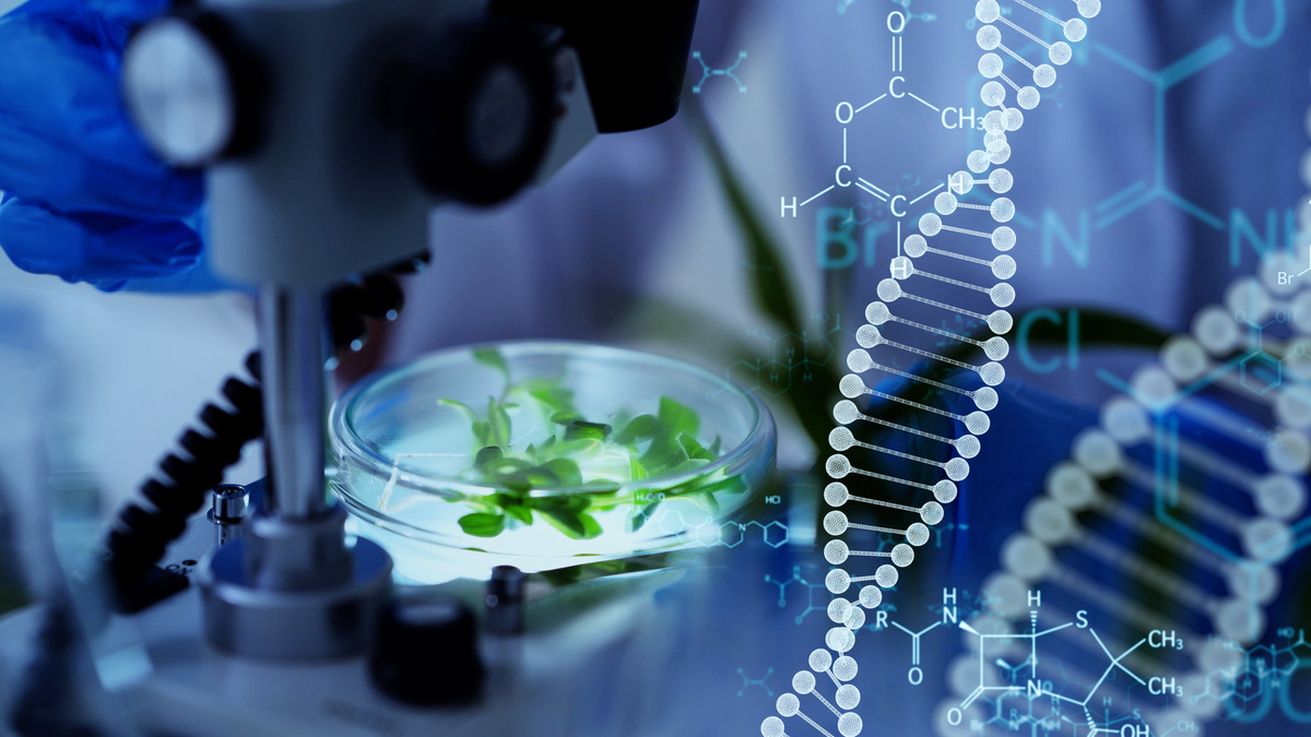 microscope en laboratoire avec des plants dans des boîtes de pétri et symboles d' - Illustration La sélection végétale à l&rsquo;heure de la microchirurgie génétique : L’ADN pris en main