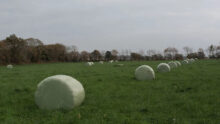 Des rounds de foin enrubannés dans un champ (bale grazing)