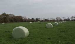 Des rounds de foin enrubannés dans un champ (bale grazing)