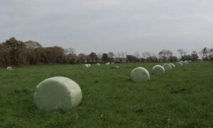 Des rounds de foin enrubannés dans un champ (bale grazing)