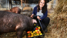 Une femme accroupie dans une case sur paille en train de donner une cagette de fruits et légumes à un cochon
