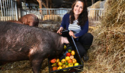 Une femme accroupie dans une case sur paille en train de donner une cagette de fruits et légumes à un cochon