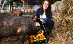 Une femme accroupie dans une case sur paille en train de donner une cagette de fruits et légumes à un cochon