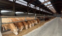 Des bovins à l'engraissement en train de manger à l'auge dans un bâtiment d'élevage