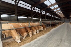 Des bovins à l'engraissement en train de manger à l'auge dans un bâtiment d'élevage