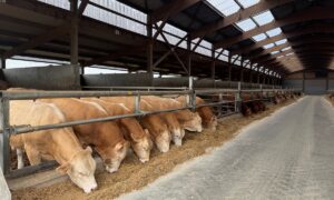 Des bovins à l'engraissement en train de manger à l'auge dans un bâtiment d'élevage