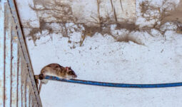 Un rat sur un fil