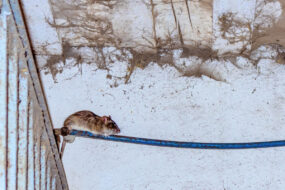 Un rat sur un fil