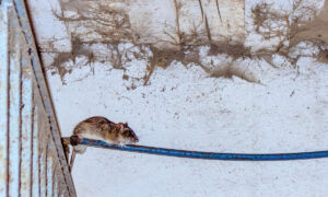 Un rat sur un fil