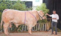 Un taureau de race charolaise et un homme sur le podium d'un concours de bovin