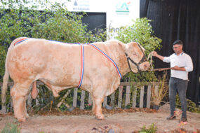 Un taureau de race charolaise et un homme sur le podium d'un concours de bovin