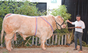 Un taureau de race charolaise et un homme sur le podium d'un concours de bovin