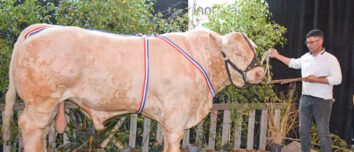 Un taureau de race charolaise et un homme sur le podium d'un concours de bovin