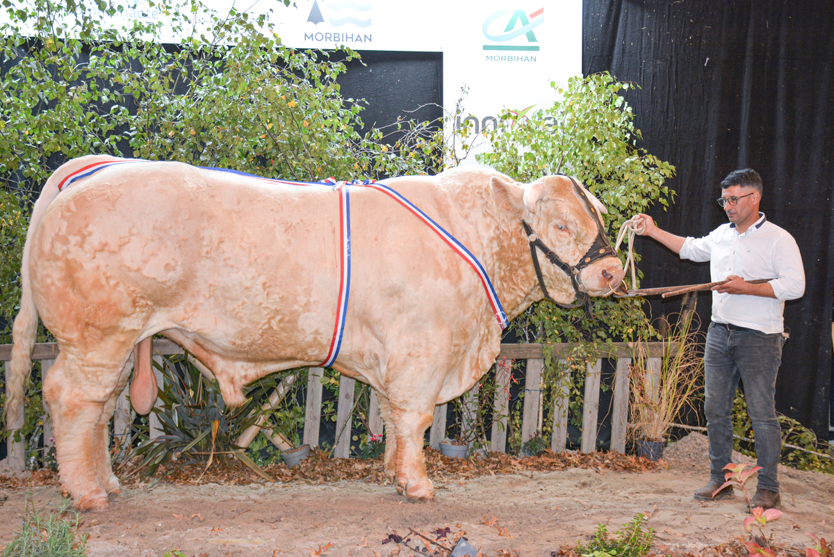 Le concours Inter-régional charolais s'est tenu au salon Ohhh la vache