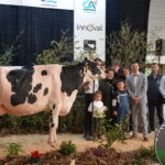 Une vache de race Prim'Holstein et un groupe de personne sur le podium d'un concours bovin lors d'un salon agricole