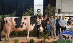 Une vache de race Prim'Holstein et un groupe de personne sur le podium d'un concours bovin lors d'un salon agricole