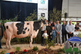 Une vache de race Prim'Holstein et un groupe de personne sur le podium d'un concours bovin lors d'un salon agricole