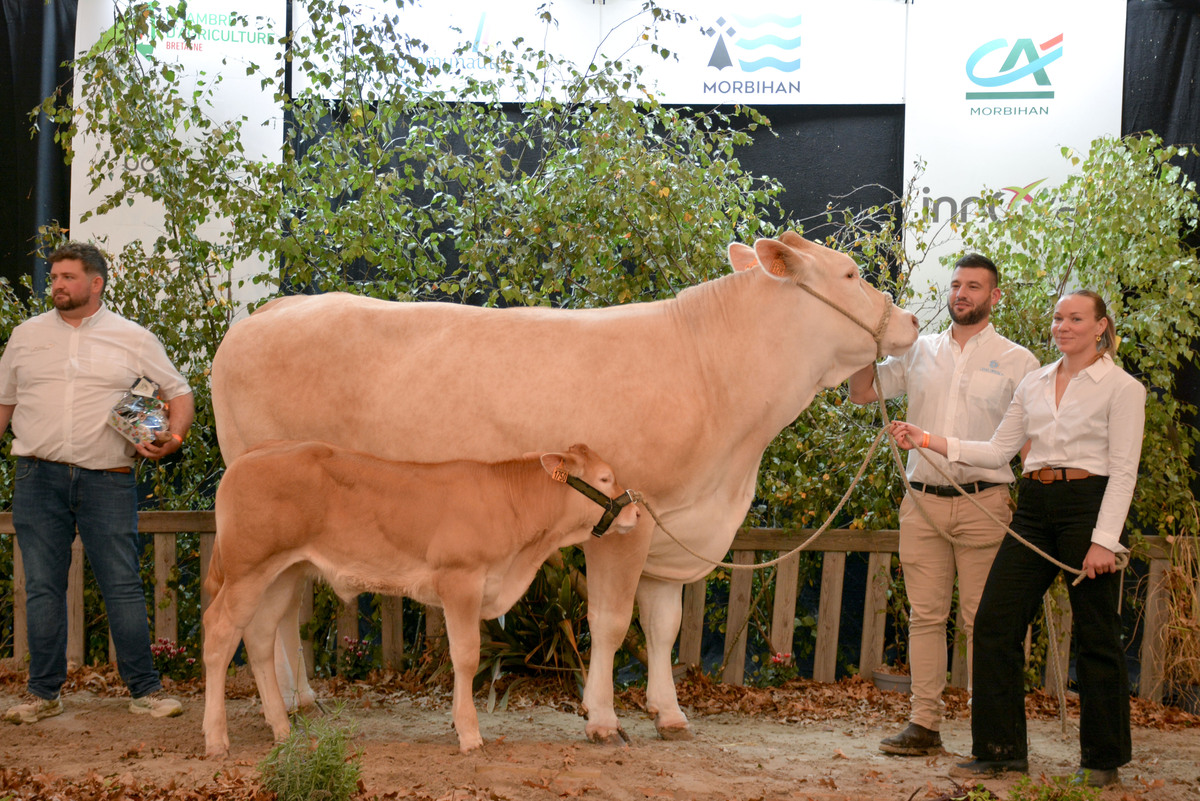 Une vache de race Blonde d'Aquitaine et un groupe de personne sur le podium d'un concours bovin lors d'un salon agricole
