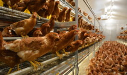 Des poules pondeuses en volière