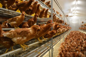 Des poules pondeuses en volière