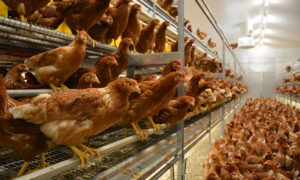 Des poules pondeuses en volière