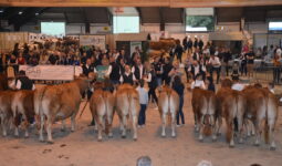 Un ring avec des personnes et des vaches dans un salon agricole lors d'un concours de bovin