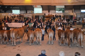 Un ring avec des personnes et des vaches dans un salon agricole lors d'un concours de bovin