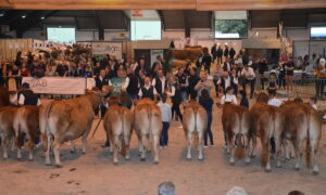 Un ring avec des personnes et des vaches dans un salon agricole lors d'un concours de bovin