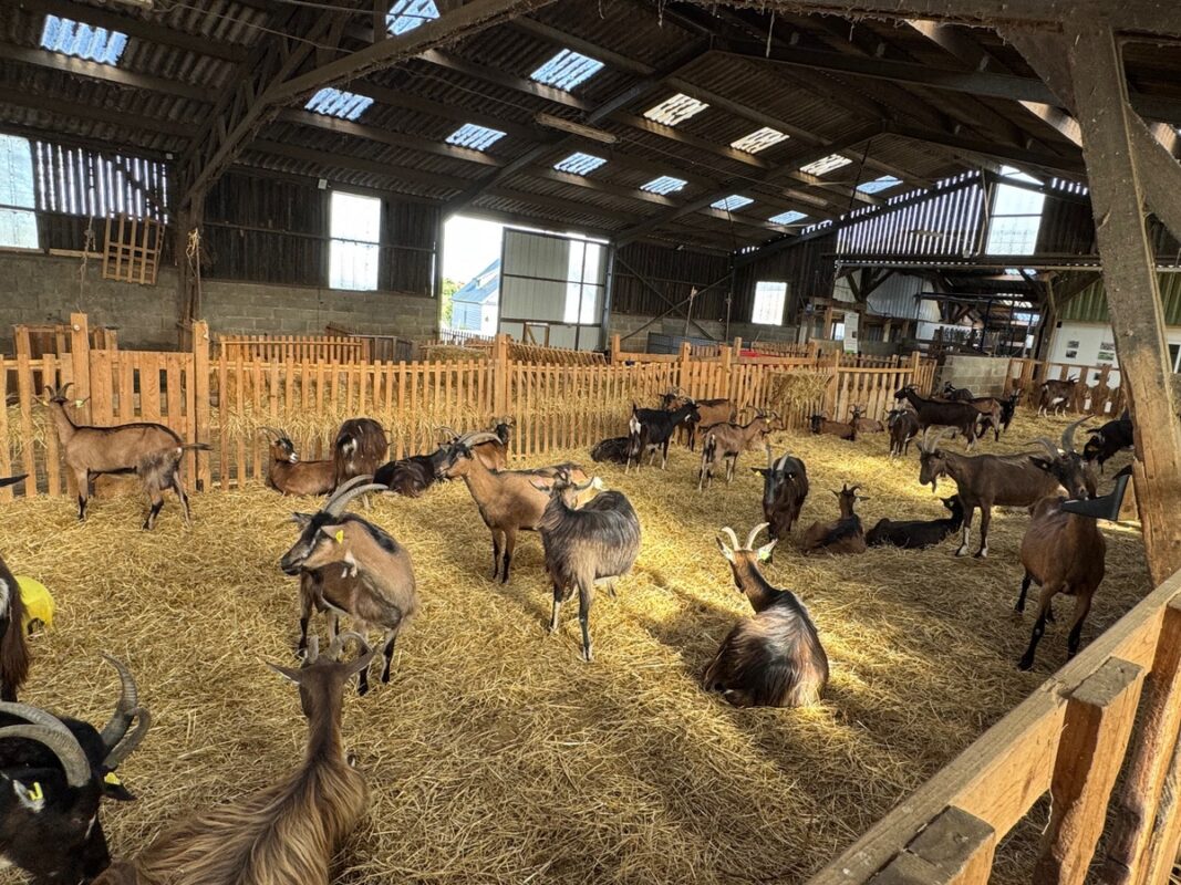 Le troupeau de la ferme Ar Goued à Saint-Brieuc