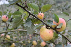 Des pommes sur une branche d'arbre