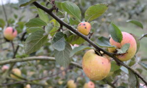 Des pommes sur une branche d'arbre