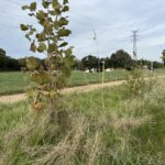 Un jeune plant d'arbre dans une haie