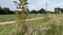 Un jeune plant d'arbre dans une haie