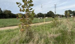 Un jeune plant d'arbre dans une haie