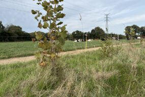 Un jeune plant d'arbre dans une haie
