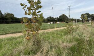 Un jeune plant d'arbre dans une haie
