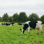 Prim'Holstein au pâturage avec des haies