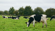 Prim'Holstein au pâturage avec des haies