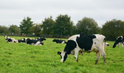Prim'Holstein au pâturage avec des haies