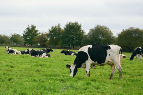 Prim'Holstein au pâturage avec des haies