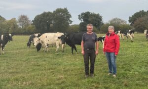 Un homme et une femme dans une prairie où pâturent des vaches laitières de race Prim'Holstein