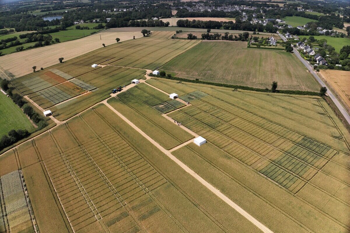 Vue aérienne de parcelles d'essais agricoles - Illustration OAD de pilotage de l’azote : des outils clés pour la performance des exploitations