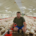 Un homme accroupi au milieu des poulets dans un bâtiment d'élevage de volailles