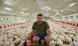 Un homme accroupi au milieu des poulets dans un bâtiment d'élevage de volailles
