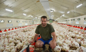 Un homme accroupi au milieu des poulets dans un bâtiment d'élevage de volailles